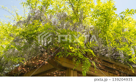 wisteria wisteria 139204935