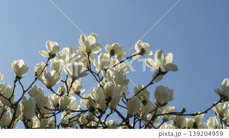 magnolia magnolia 139204959