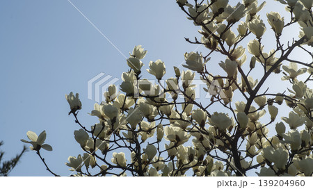 magnolia magnolia 139204960