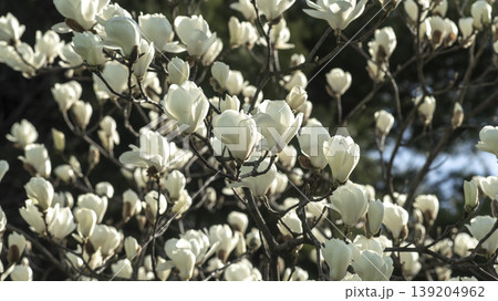magnolia magnolia 139204962