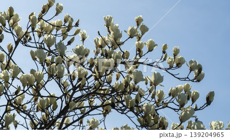 magnolia 139204965