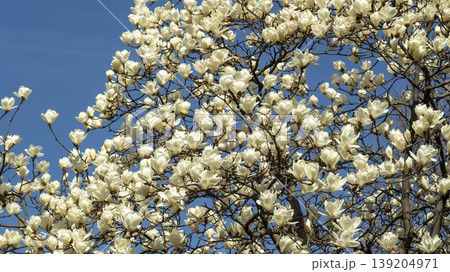 magnolia 139204971