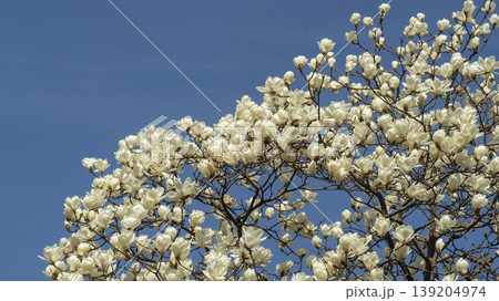 magnolia magnolia 139204974