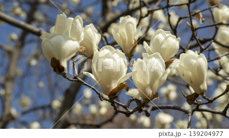 magnolia 139204977