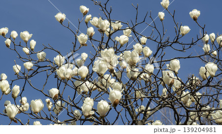 magnolia magnolia 139204981