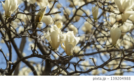 magnolia magnolia 139204988