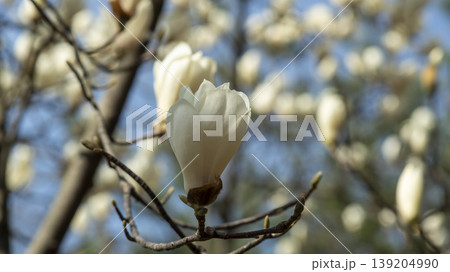 magnolia magnolia 139204990