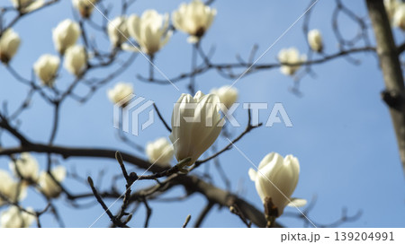 magnolia magnolia 139204991