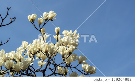 magnolia 139204992
