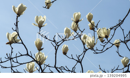 magnolia 139204995
