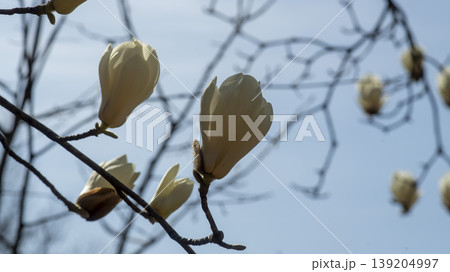 magnolia 139204997