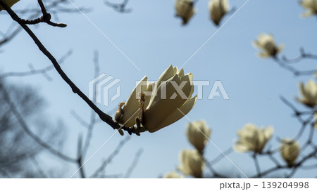 magnolia 139204998