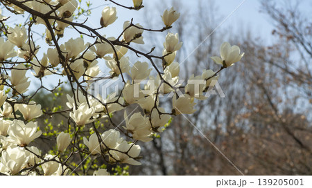 magnolia magnolia 139205001