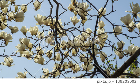 magnolia 139205002