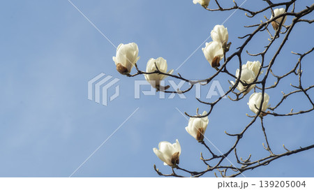 magnolia 139205004