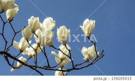magnolia 139205013