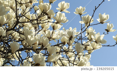 magnolia magnolia 139205015