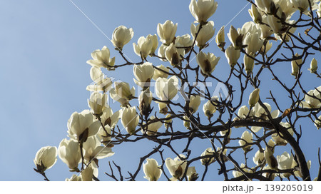 magnolia 139205019