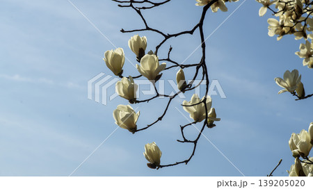 magnolia magnolia 139205020