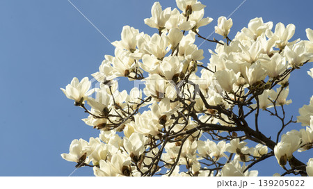 magnolia magnolia 139205022