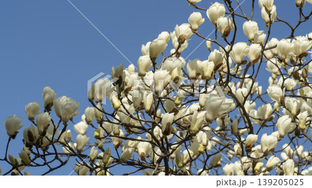 magnolia 139205025