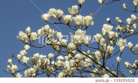magnolia magnolia 139205028