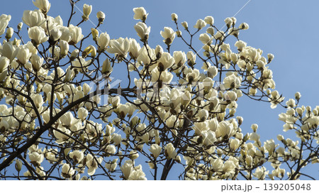 magnolia 139205048