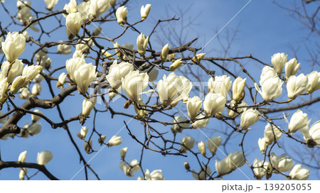 magnolia magnolia 139205055