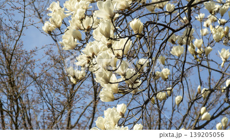 magnolia 139205056