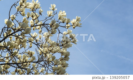 magnolia magnolia 139205057