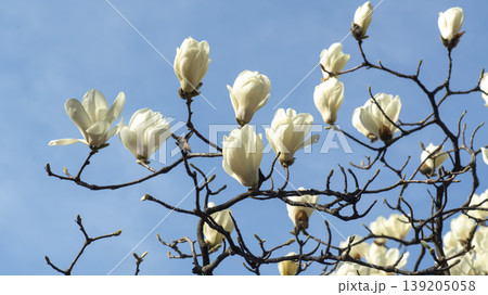 magnolia magnolia 139205058