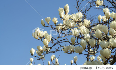 magnolia 139205065