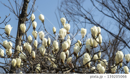 magnolia 139205066