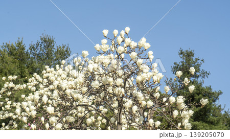 magnolia magnolia 139205070