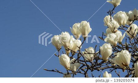 magnolia magnolia 139205074