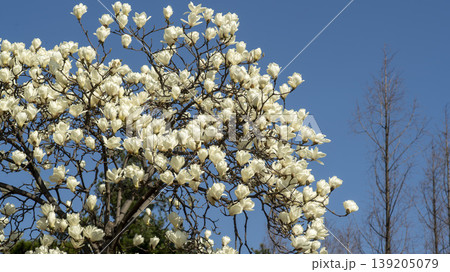magnolia magnolia 139205079