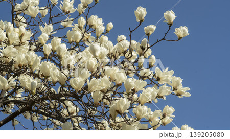magnolia 139205080