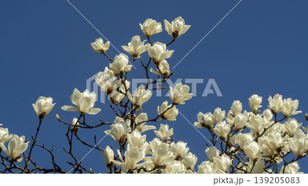 magnolia magnolia 139205083