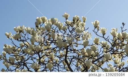 magnolia magnolia 139205084