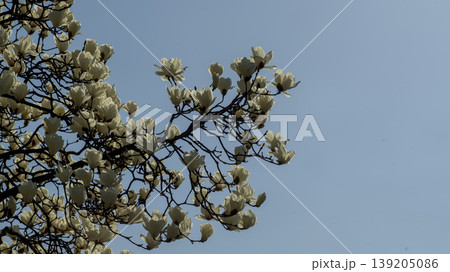 magnolia magnolia 139205086