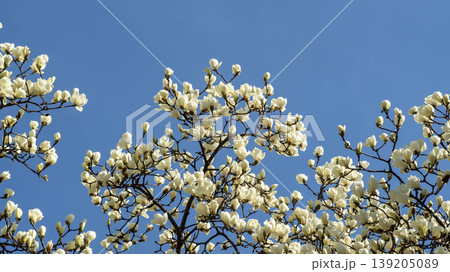 magnolia magnolia 139205089