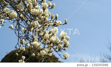 magnolia 139205090