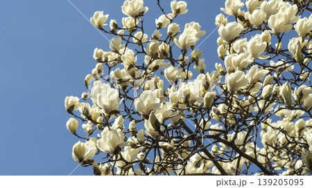 magnolia 139205095