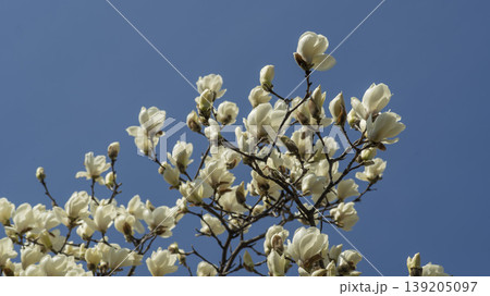 magnolia 139205097