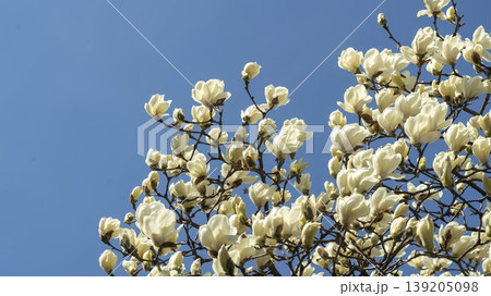 magnolia 139205098