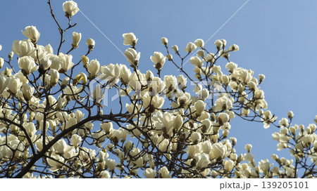 magnolia 139205101