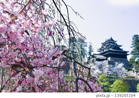 枝垂れ桜と国宝松江城 139205104