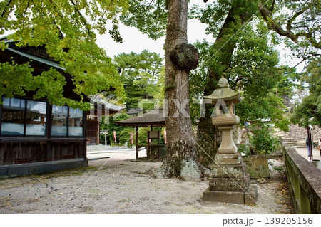 松江神社境内のヤドリギ 松江神社境内のヤドリギ 139205156
