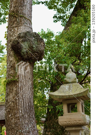 松江神社境内のヤドリギ 松江神社境内のヤドリギ 139205160