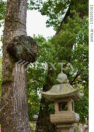 松江神社境内のヤドリギ 139205161